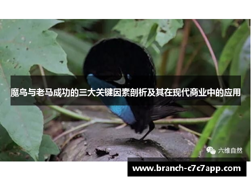 魔鸟与老马成功的三大关键因素剖析及其在现代商业中的应用 魔鸟与老马成功的三大关键因素剖析及其在现代商业中的应用